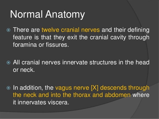 Cranial Nerves Anatomy Pathology Imaging